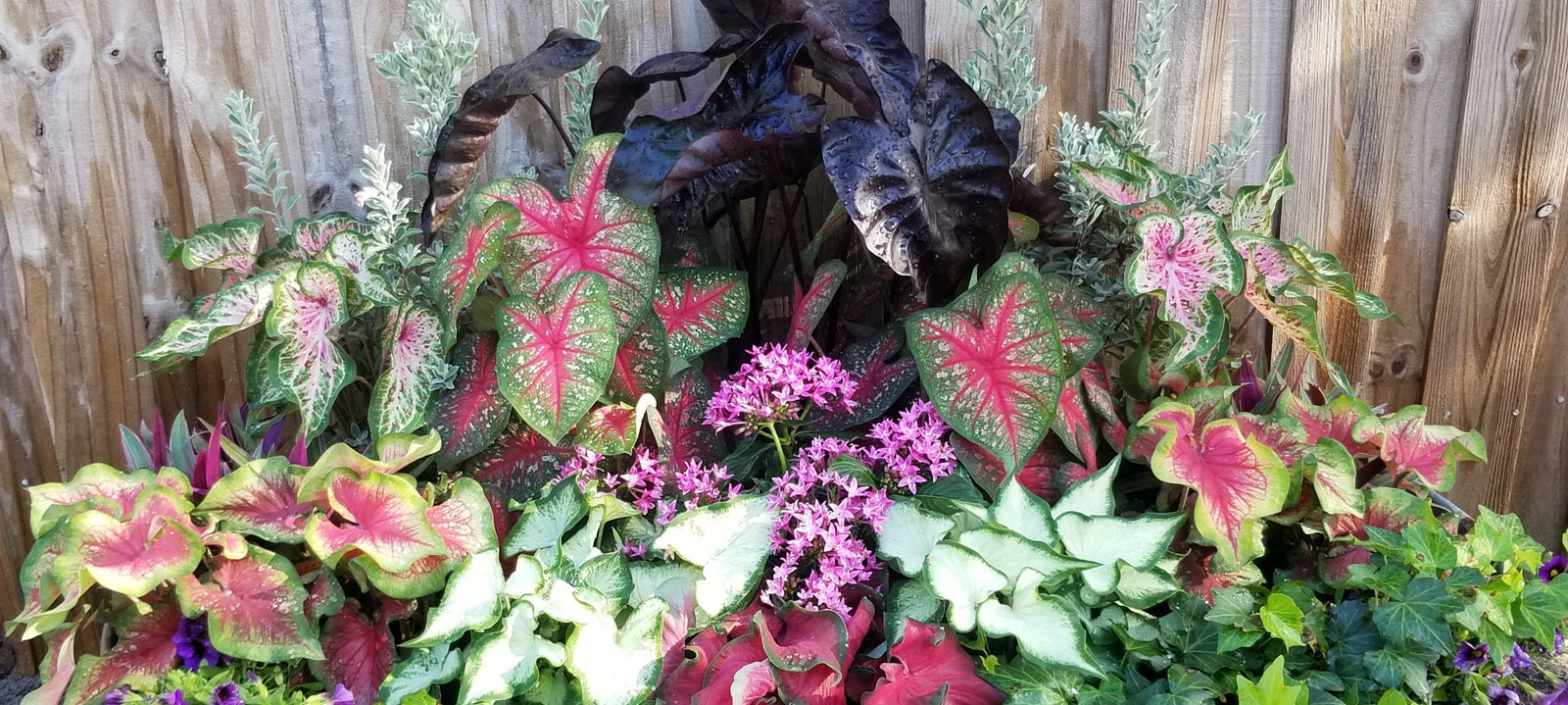 Should You Prune Caladiums? How to Trim Without Damaging Your Plant