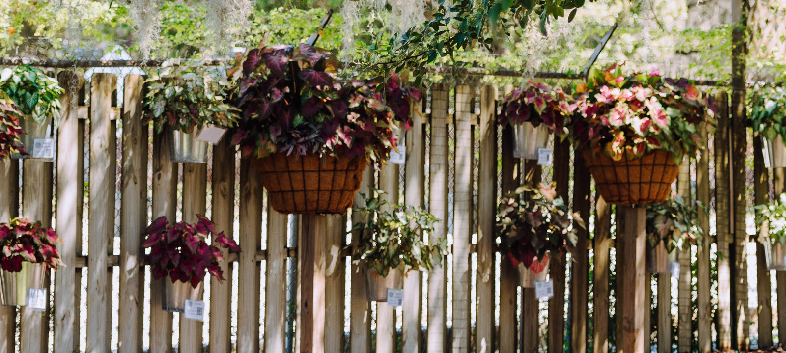 Water and Fertilizer Tips for Happy, Healthy Caladiums