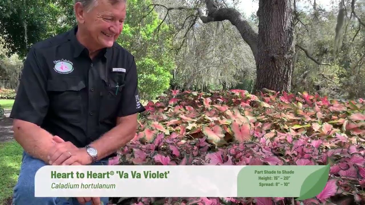 Heart to Heart 'Va Va Violet' Caladium Classic Caladiums