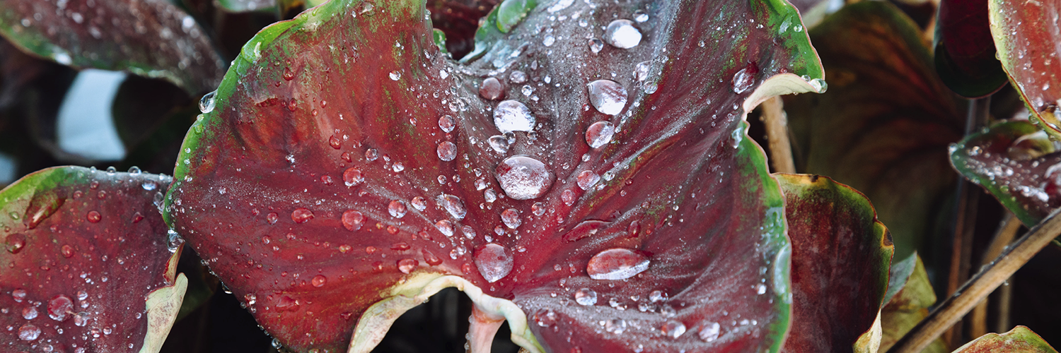 Practice Safety with Caladiums