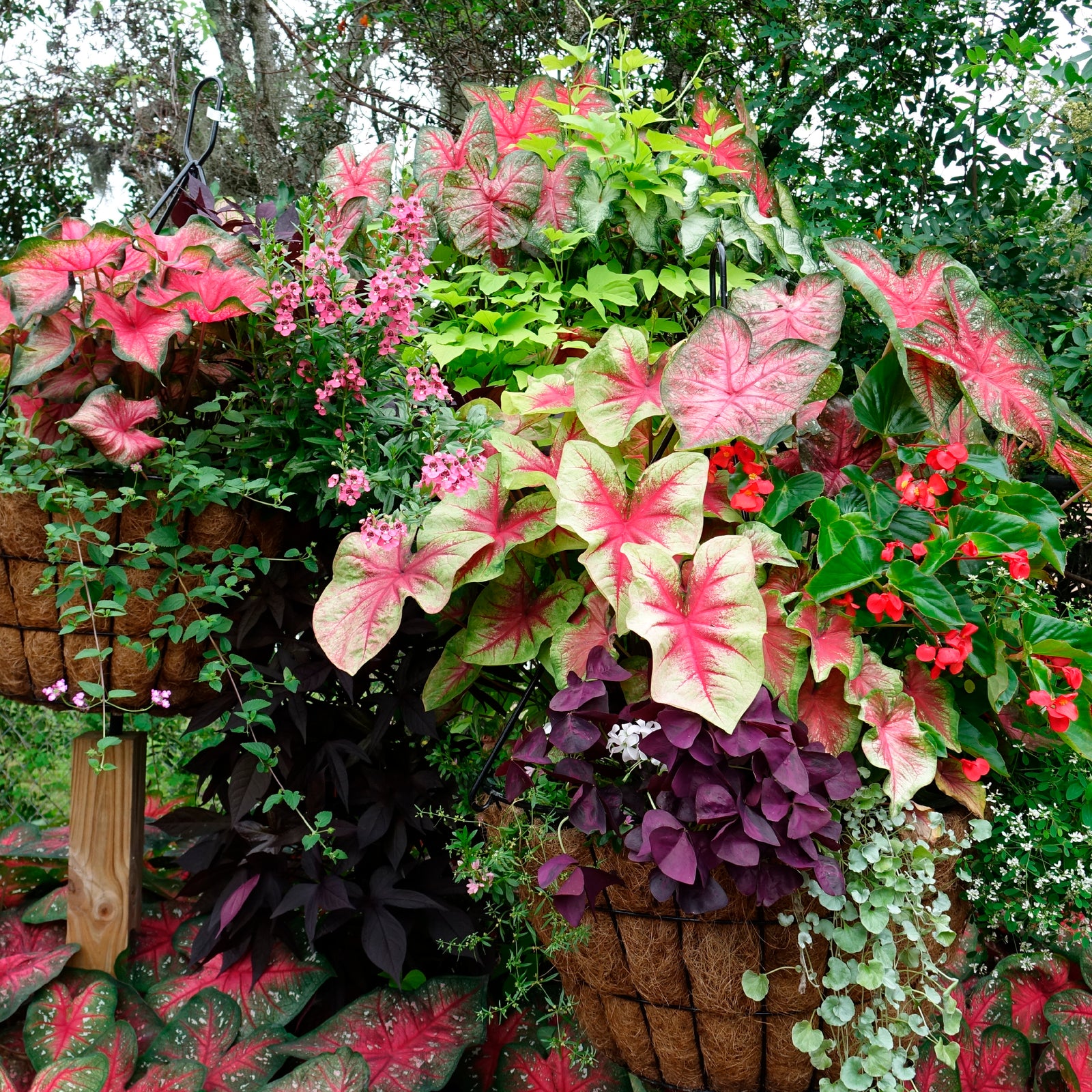 Caladium Combo Pot Success