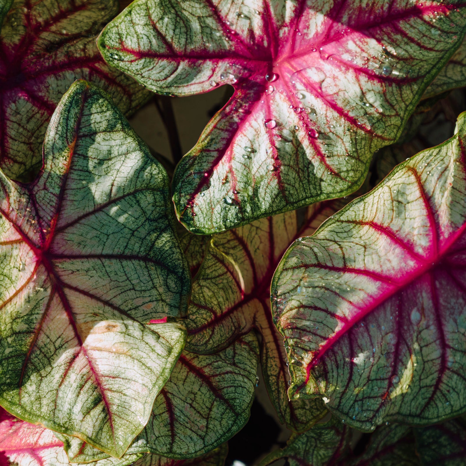Caladium Nutrition