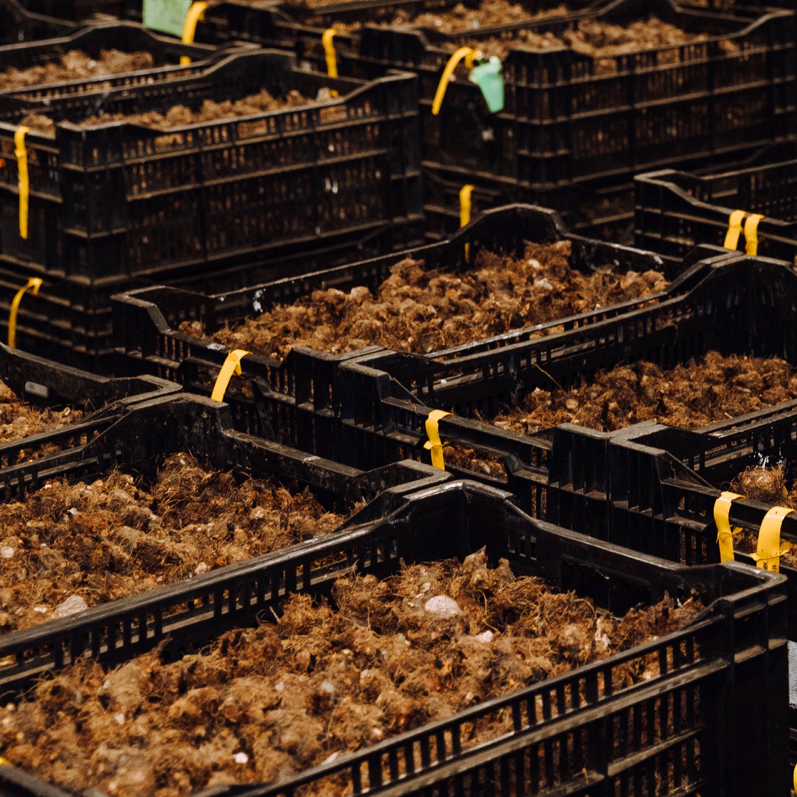Caladium Tuber Storage Life
