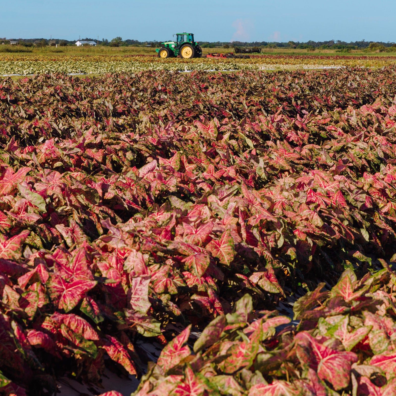 Innovative Farming, Innovative Processing, Innovative People
