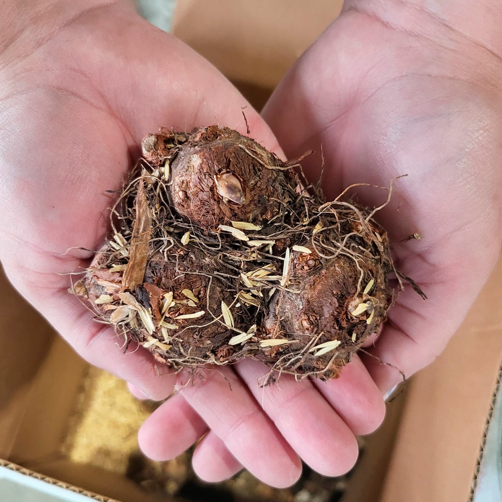 Painting Caladium Tubers