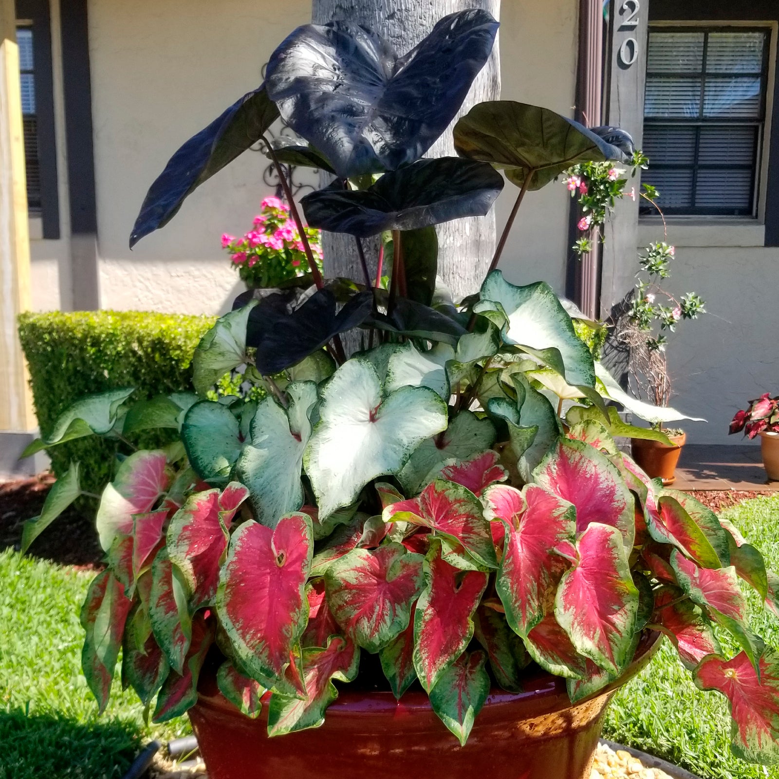 Planting Tropicals with Caladiums