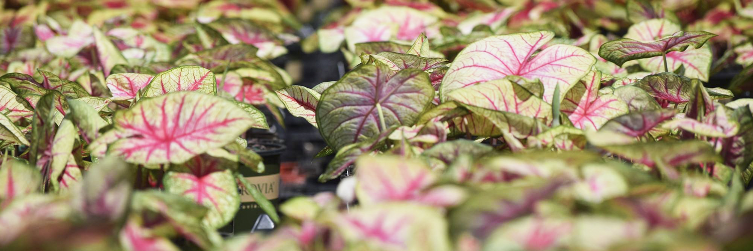 When Should I Plant My Caladium Bulbs?