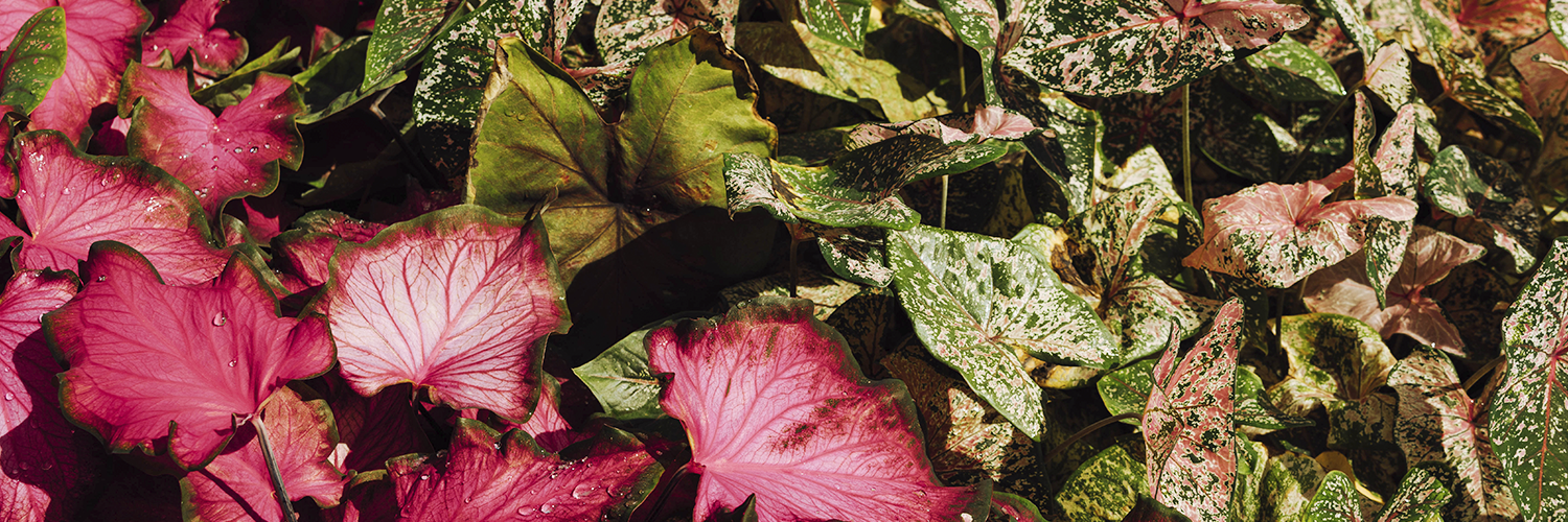 Caring for Caladiums in Containers