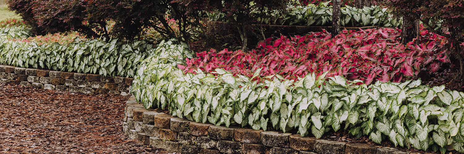 Nine Expert Tips to Know When Caring for Caladiums