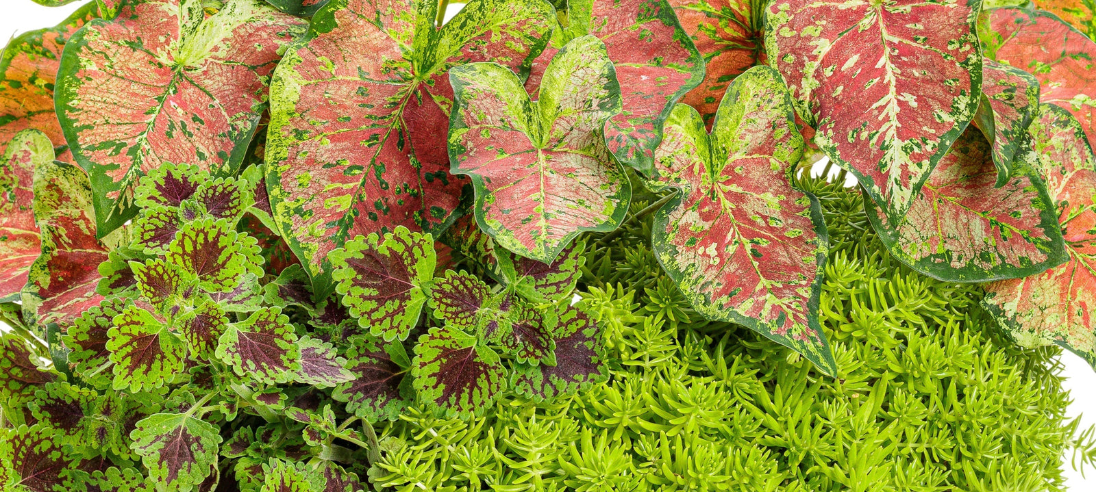 Pair These Plants with Caladiums for Gorgeous Containers