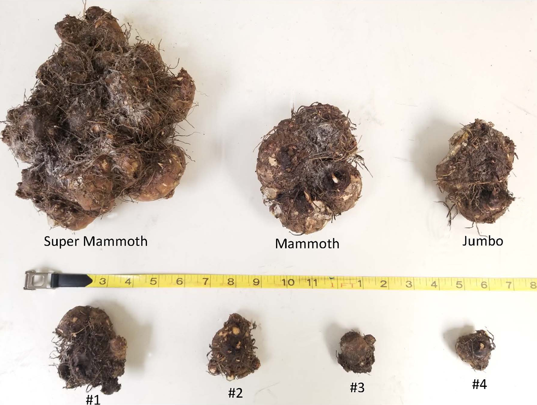 Caladium Bulb Sizes