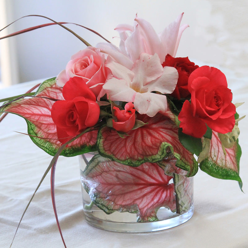 Caladiums for Florists