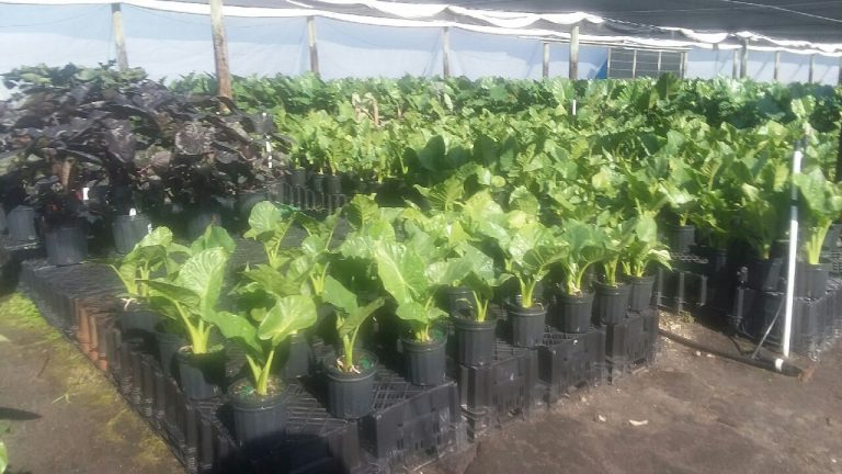 Classic’s Finished Tropicals Program