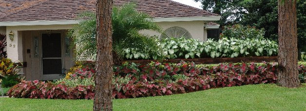Caladiums for Landscapers