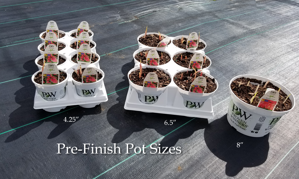 Pre-Finish Caladiums