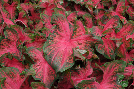 Red Caladiums