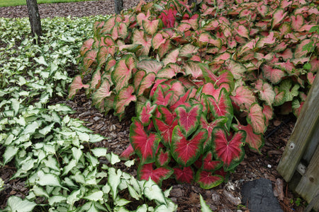 All Caladium Varieties