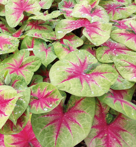 Lemon Blush Caladium of the year
