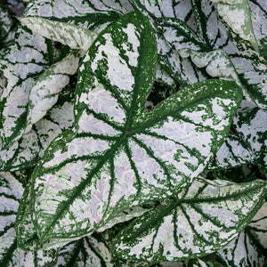 Green Caladiums