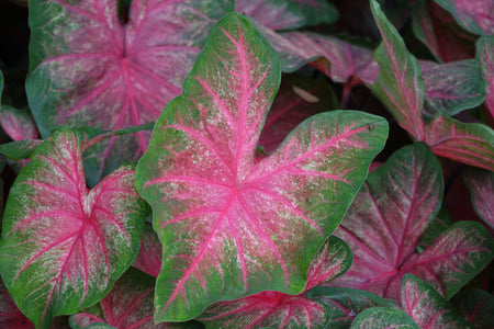 Pink Caladiums