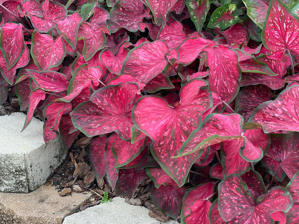 Heart to Heart® Scarlet Flame