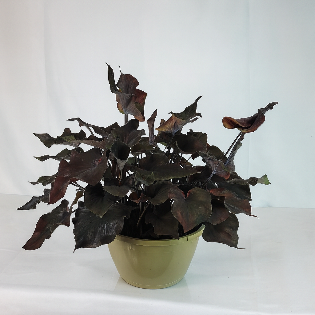 brown turkey fig plant Brown Turkey Fig Tree (5 Gal) main image 1