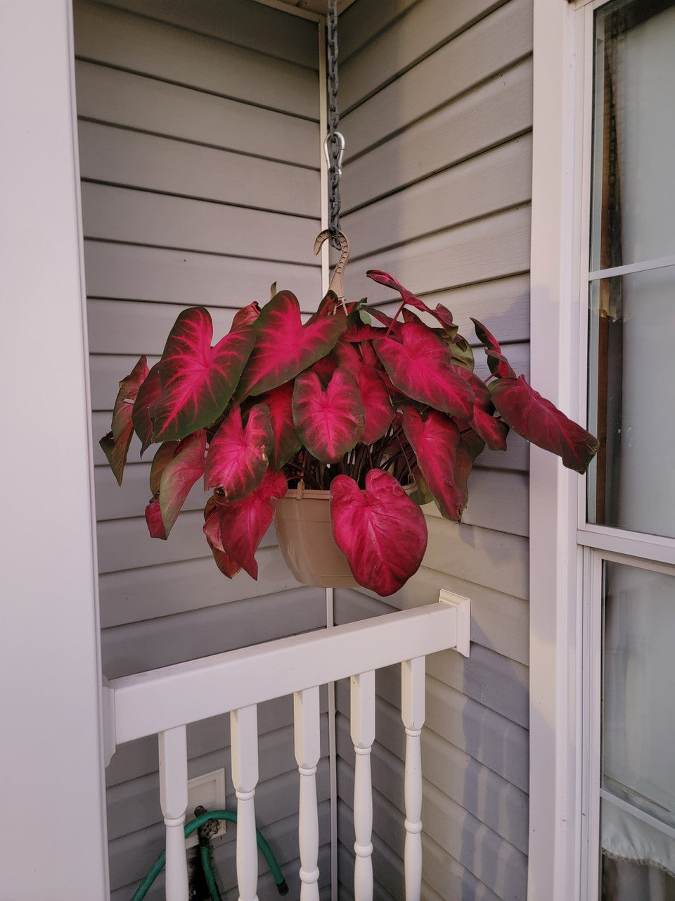 Heart to Heart® Hot Flash