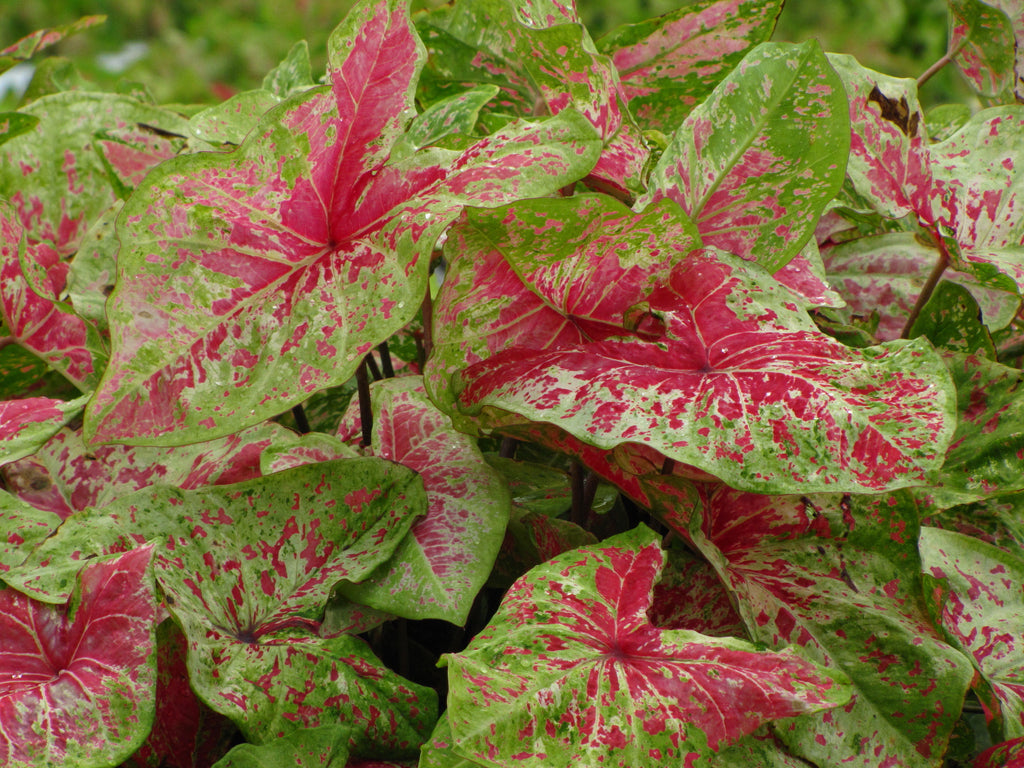 Heart to Heart® Raspberry Moon