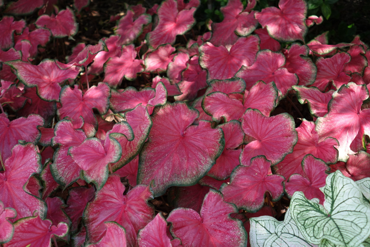 Flare Caladium Bulbs Classic Caladiums