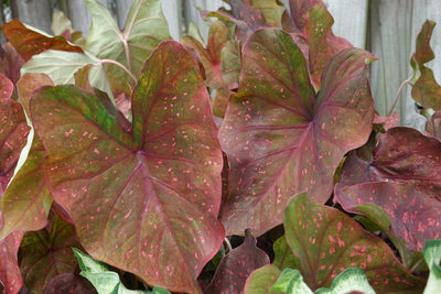 Heart to Heart® Burning Heart