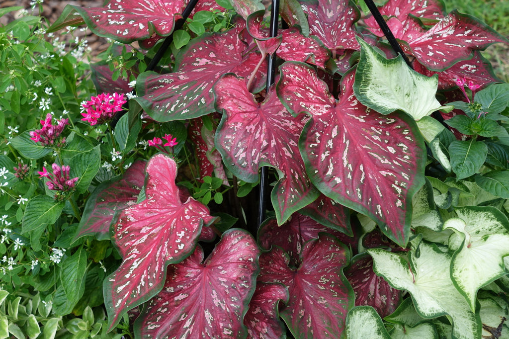 Heart to Heart® Scarlet Flame