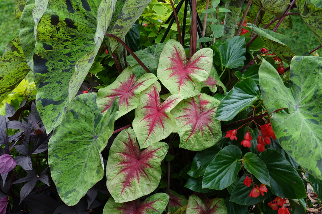 Heart to Heart® Lemon Blush