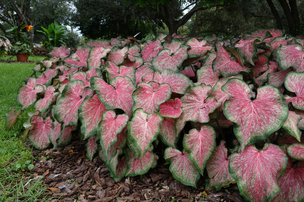 Heart to Heart® Tickle Me Pink