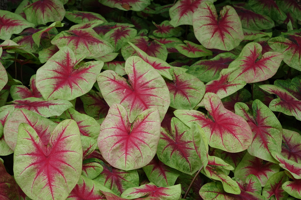 Heart to Heart® Lemon Blush