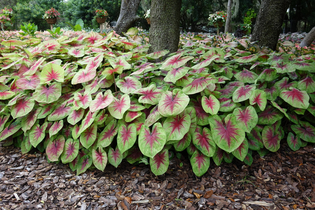 Heart to Heart® Lemon Blush