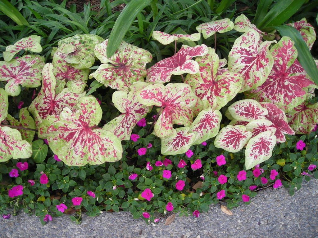 Heart to Heart® Raspberry Moon