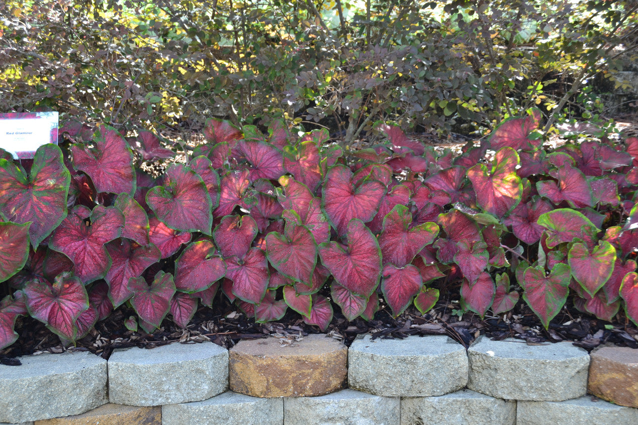 Red Glamour Caladium Bulbs