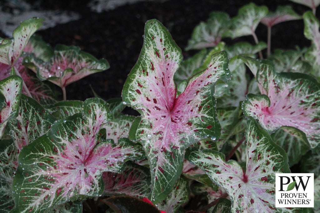 Heart to Heart® Heart and Soul