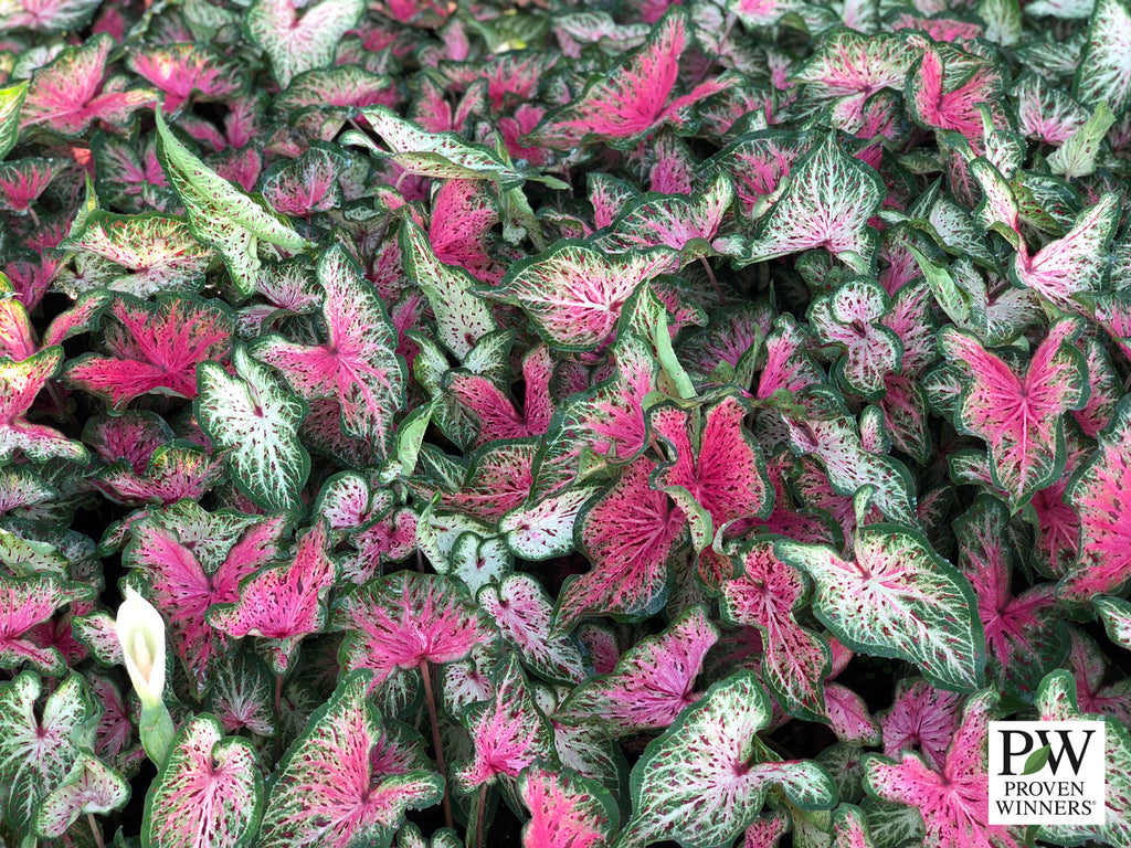 Heart to Heart® Heart and Soul