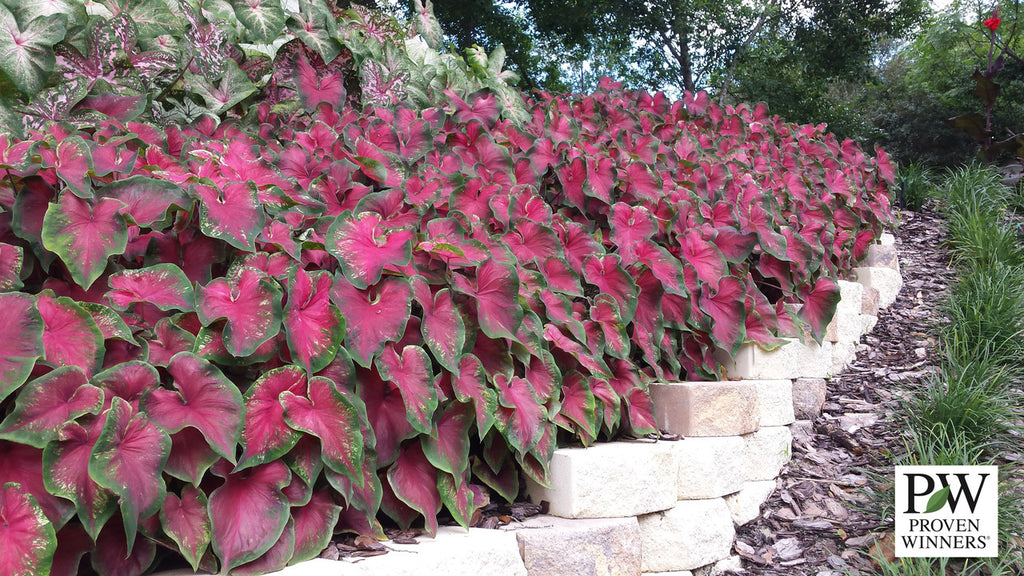 Heart to Heart® Heart's Delight