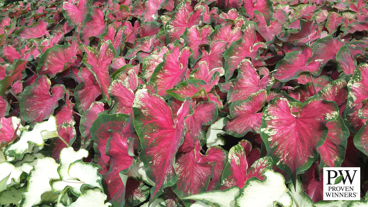 Heart to Heart® Heart's Delight Caladium Bulbs Classic Caladiums