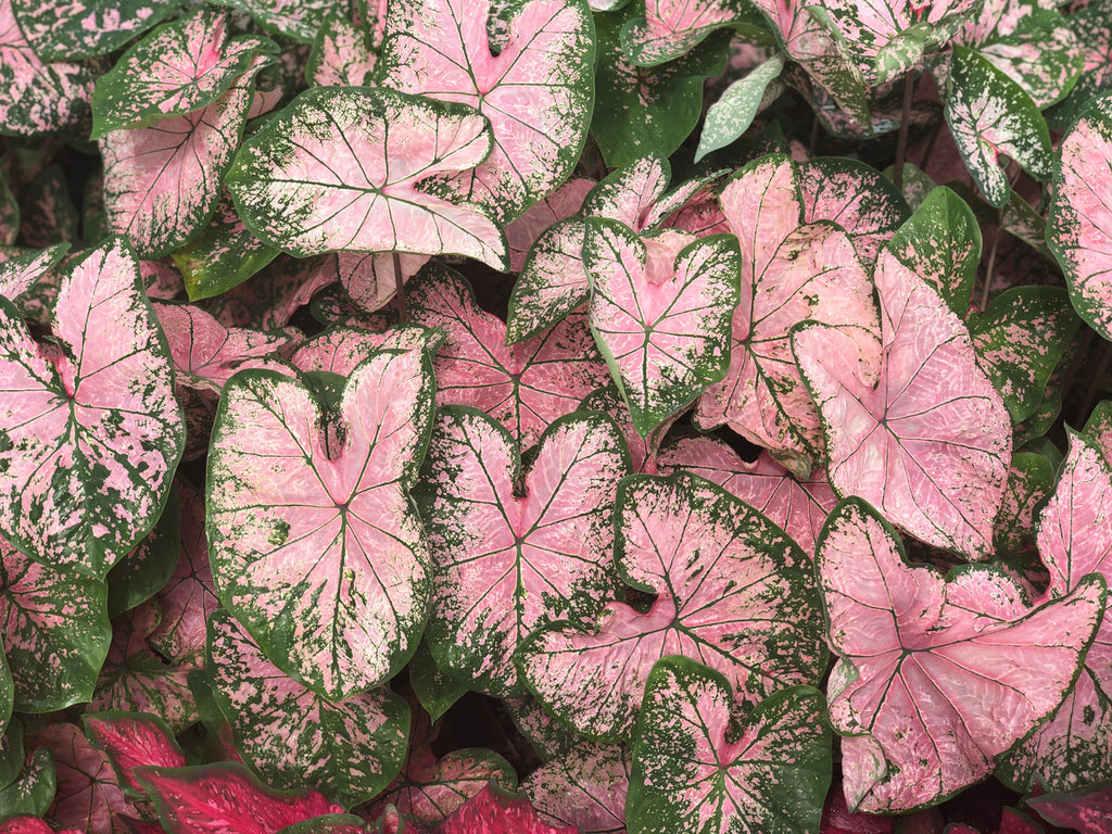 Pink Splash