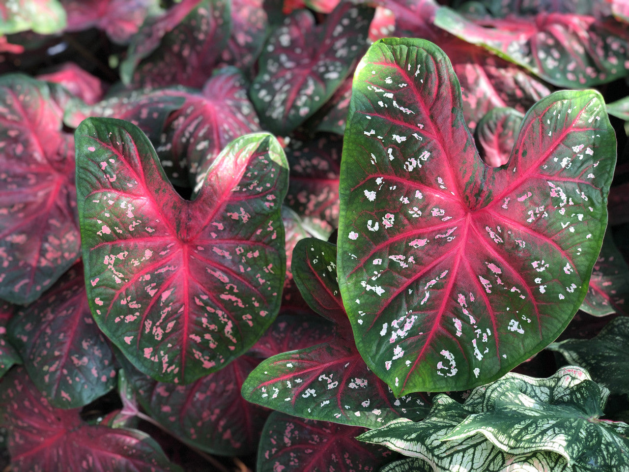 Heart to Heart® Fast Flash