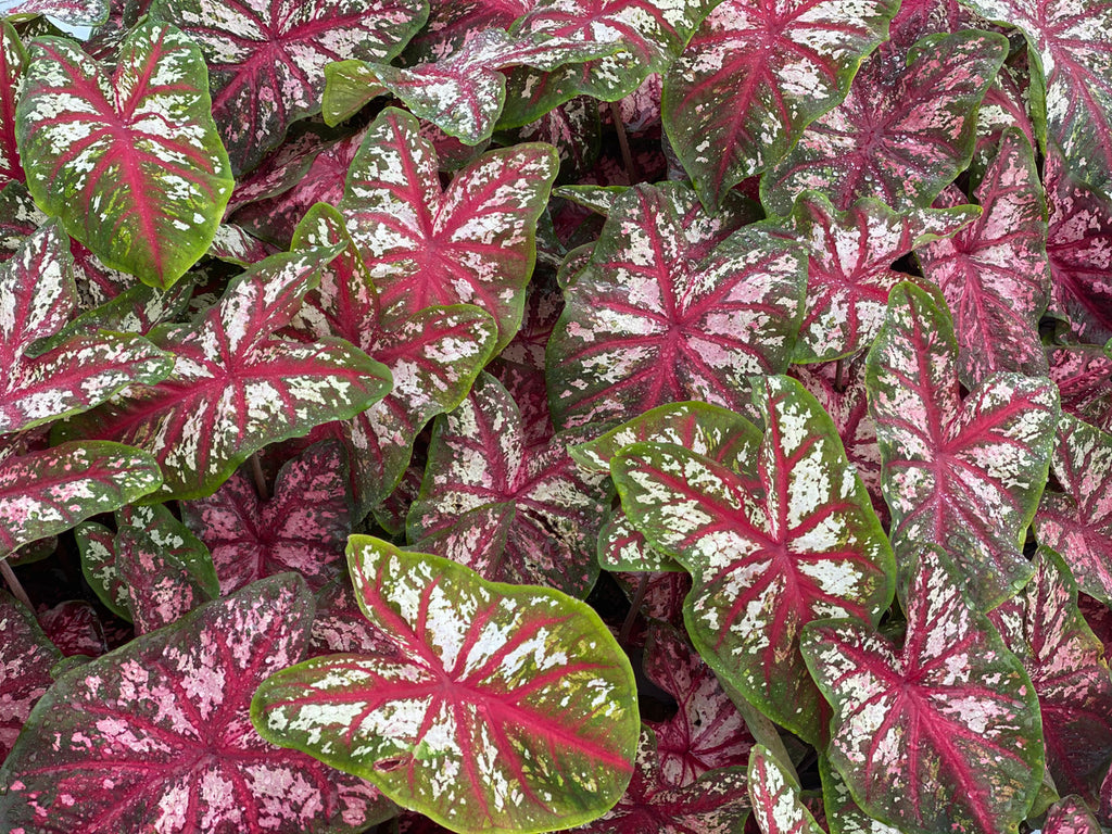 Heart to Heart® Bottle Rocket