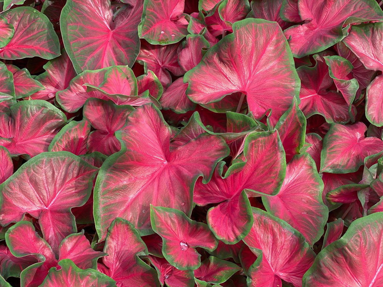 Rosemary Caladium Bulbs Classic Caladiums