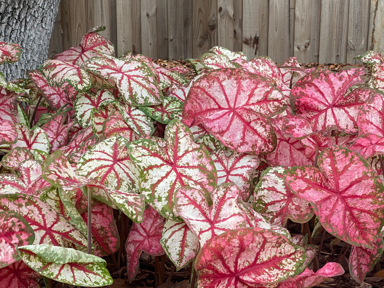 Heart to Heart® Bottle Rocket