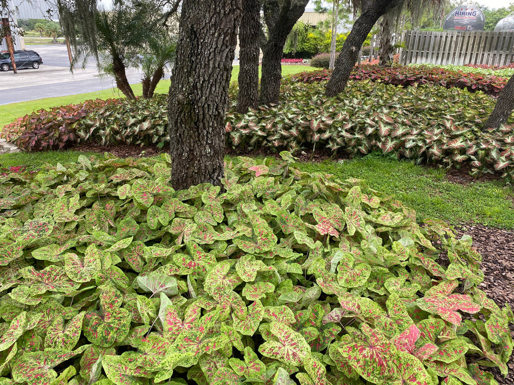 Heart to Heart® Raspberry Moon