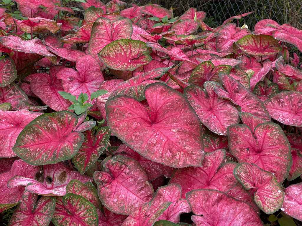 Heart to Heart® Radiance