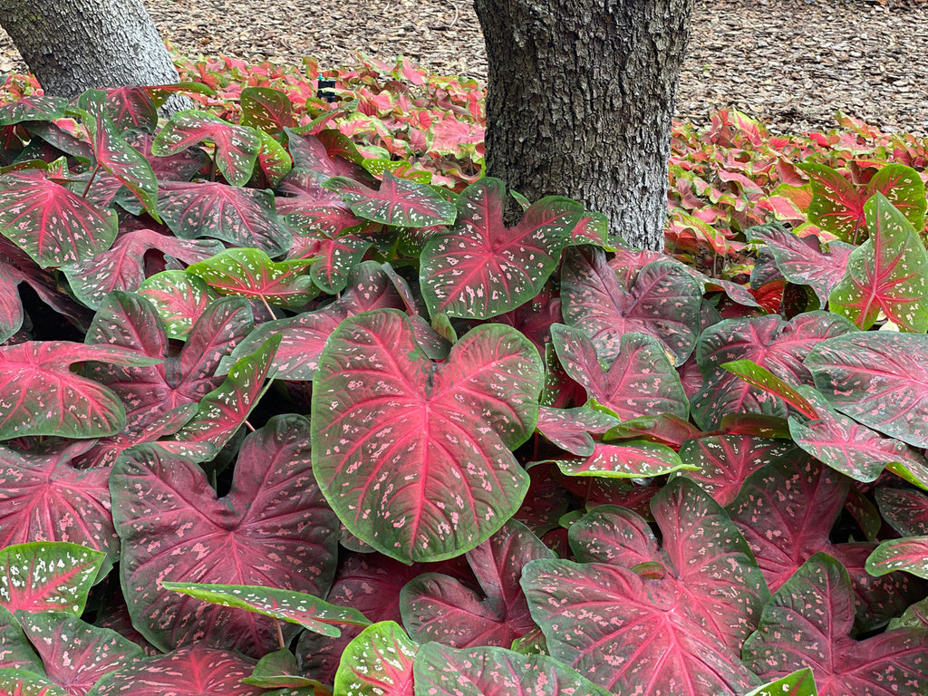 Heart to Heart® Fast Flash