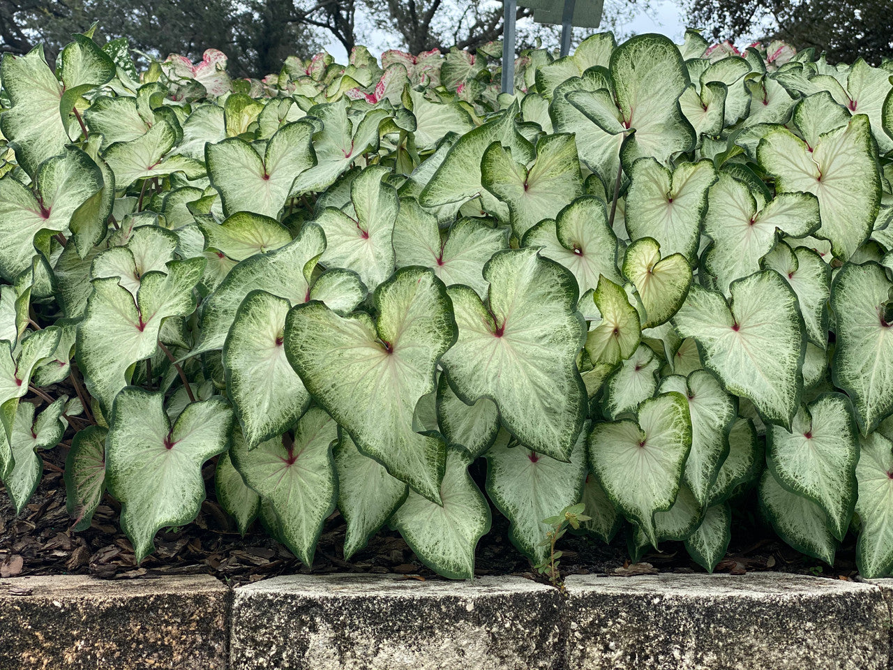 White Delight Caladium Bulbs Classic Caladiums